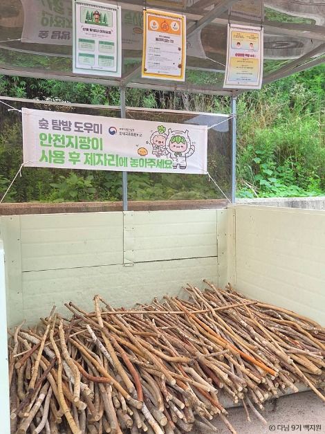 원대리 자작나무 숲 (속삭이는 자작나무 숲) 여행 추천 - 메고지고 원대리 자작나무 숲 (속삭이는 자작나무 숲) 여행 추천 - 메고지고