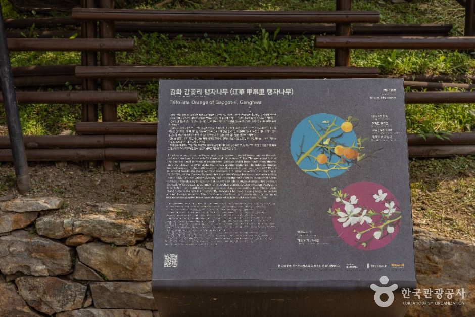 강화 갑곶리 탱자나무 여행 추천 - 메고지고 강화 갑곶리 탱자나무 여행 추천 - 메고지고