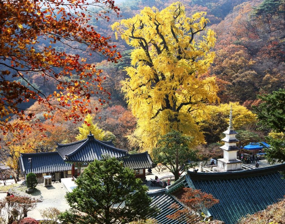 용문산관광단지 여행 추천 - 메고지고 용문산관광단지 여행 추천 - 메고지고