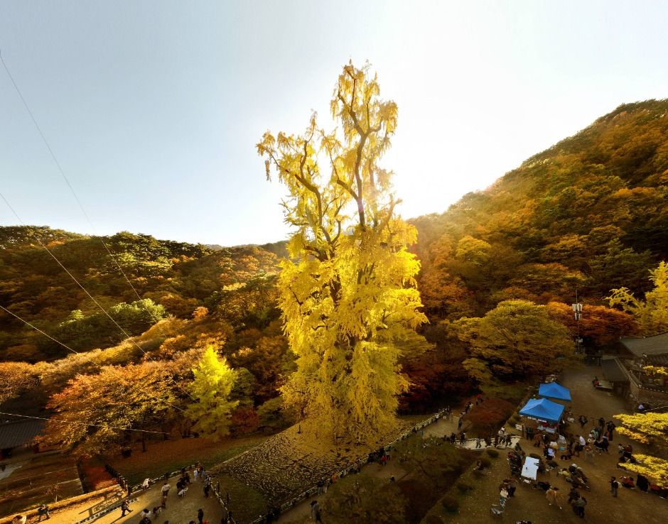 용문산관광단지 여행 추천 - 메고지고 용문산관광단지 여행 추천 - 메고지고