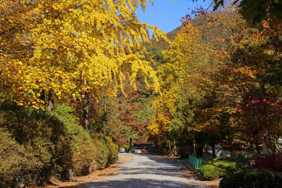 용문산관광단지 여행 추천 - 메고지고 용문산관광단지 여행 추천 - 메고지고