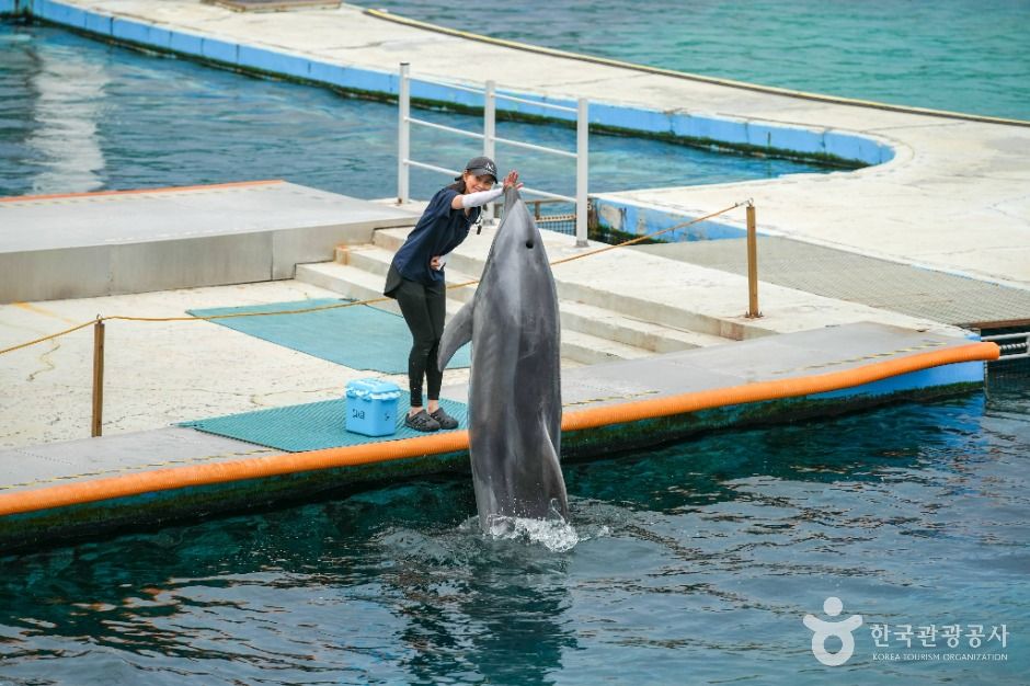 거제씨월드 여행 추천 - 메고지고 거제씨월드 여행 추천 - 메고지고
