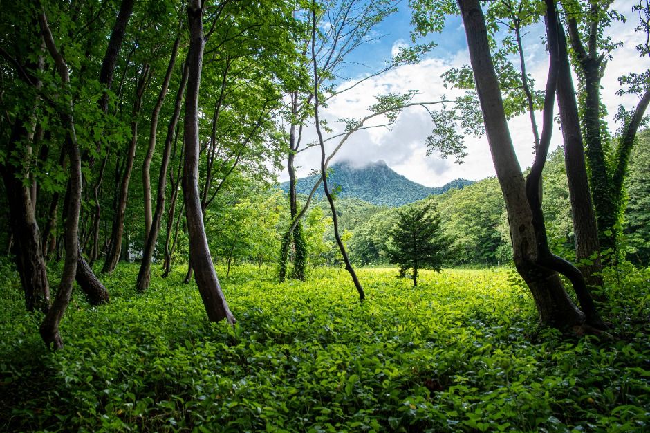 성인봉 원시림 (울릉도, 독도 국가지질공원) 여행 추천 - 메고지고 성인봉 원시림 (울릉도, 독도 국가지질공원) 여행 추천 - 메고지고