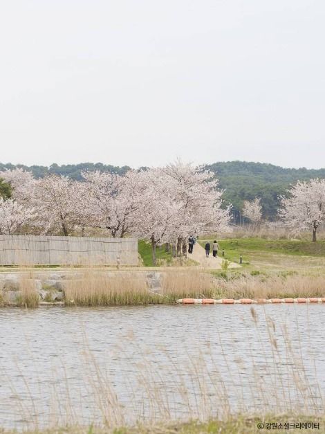 경포생태저류지 여행 추천 - 메고지고 경포생태저류지 여행 추천 - 메고지고