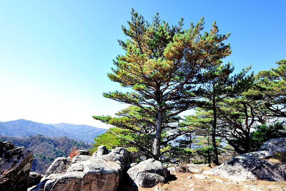 괘병산(정선) 여행 추천 - 메고지고 괘병산(정선) 여행 추천 - 메고지고
