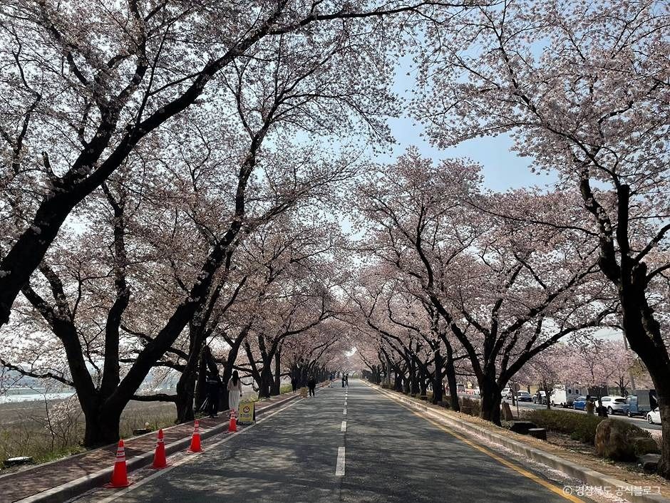 흥무로 벚꽃길 여행 추천 - 메고지고