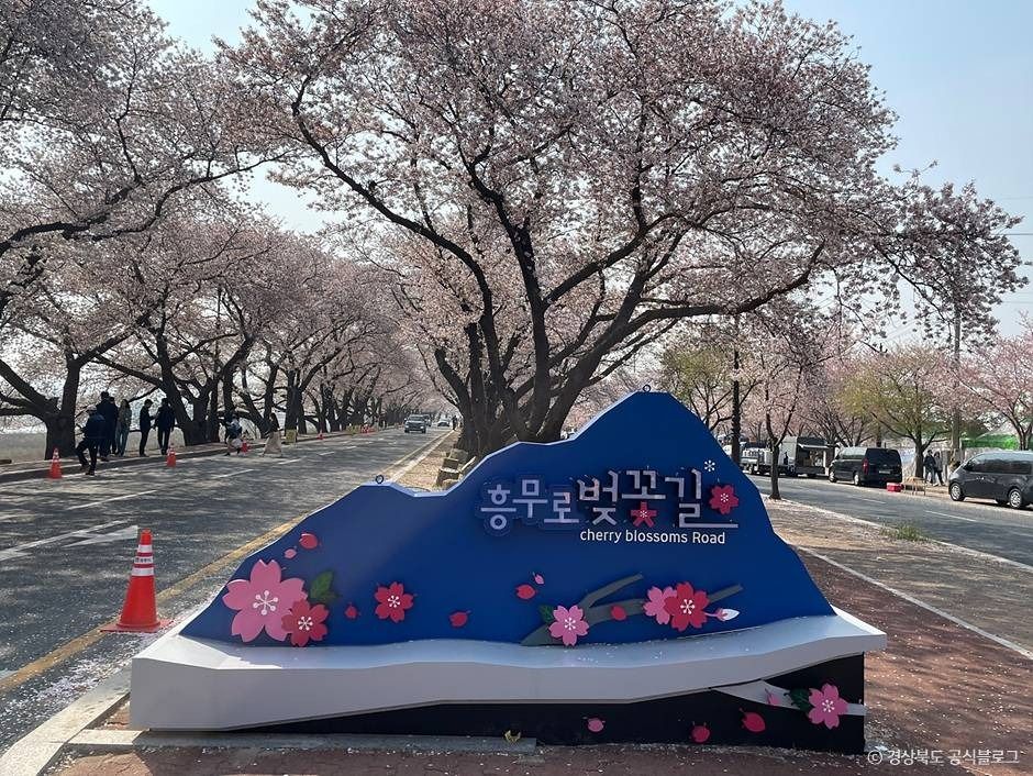 흥무로 벚꽃길 여행 추천 - 메고지고