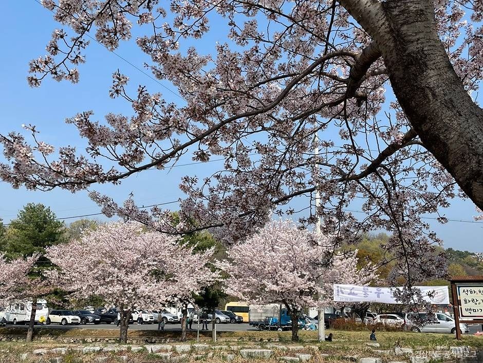 흥무로 벚꽃길 여행 추천 - 메고지고