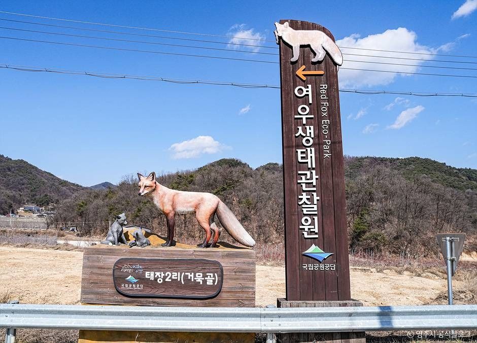 여우생태관찰원 여행 추천 - 메고지고 여우생태관찰원 여행 추천 - 메고지고