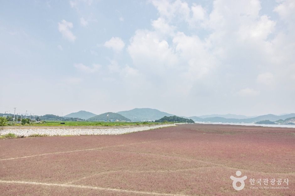 석모도 칠면초 군락지 여행 추천 - 메고지고