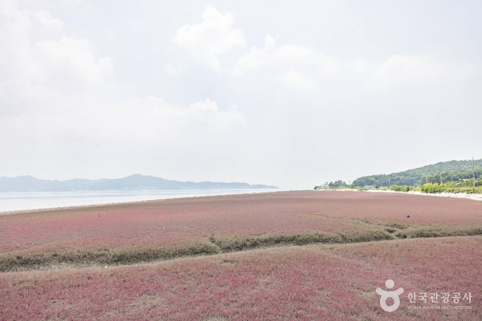 석모도 칠면초 군락지 여행 추천 - 메고지고