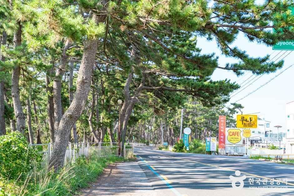 전촌솔밭해변 여행 추천 - 메고지고 전촌솔밭해변 여행 추천 - 메고지고