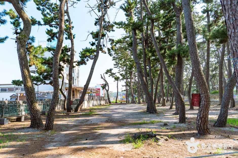 전촌솔밭해변 여행 추천 - 메고지고 전촌솔밭해변 여행 추천 - 메고지고