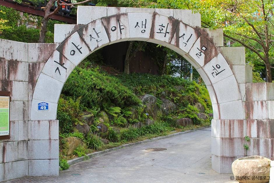 가야산 야생화식물원 여행 추천 - 메고지고 가야산 야생화식물원 여행 추천 - 메고지고