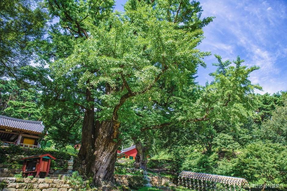 흥주사(태안) 여행 추천 - 메고지고 흥주사(태안) 여행 추천 - 메고지고