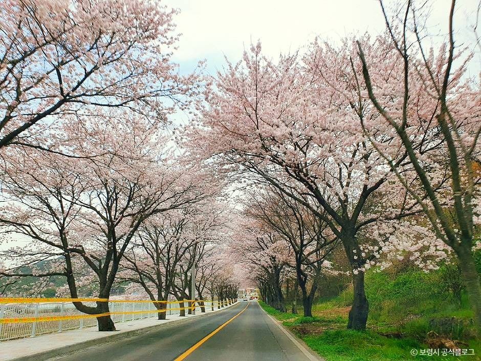 주산벚꽃로 여행 추천 - 메고지고 주산벚꽃로 여행 추천 - 메고지고