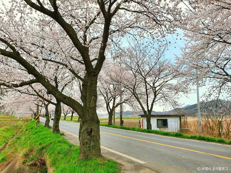 주산벚꽃로 여행 추천 - 메고지고 주산벚꽃로 여행 추천 - 메고지고