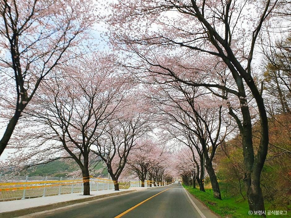 주산벚꽃로 여행 추천 - 메고지고 주산벚꽃로 여행 추천 - 메고지고