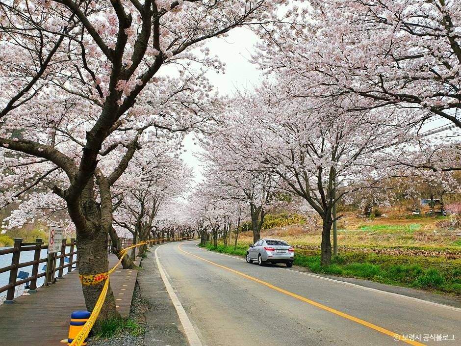 주산벚꽃로 여행 추천 - 메고지고 주산벚꽃로 여행 추천 - 메고지고