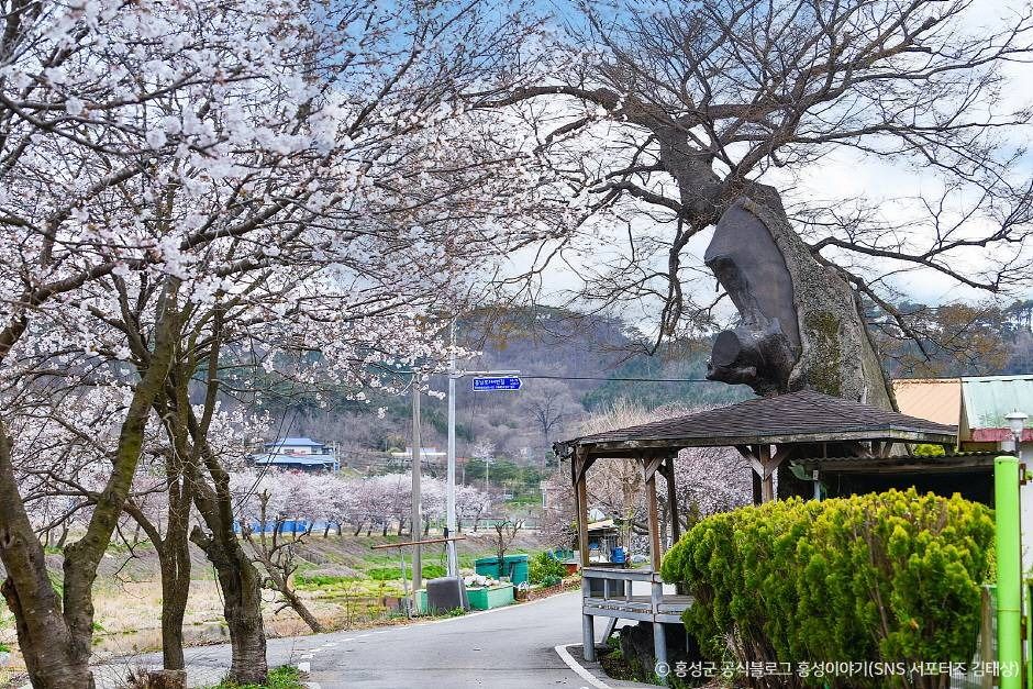 광천 오서산 벚꽃길 여행 추천 - 메고지고