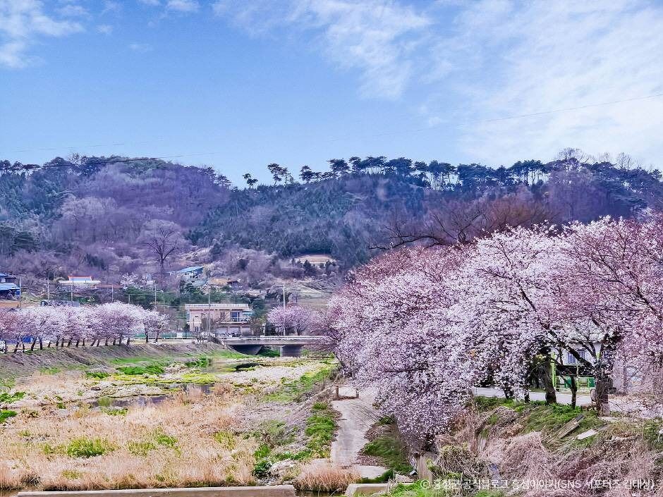 광천 오서산 벚꽃길 여행 추천 - 메고지고