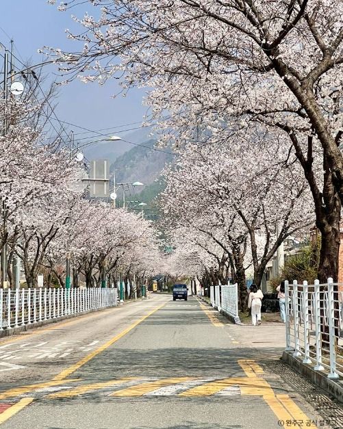 소양벚꽃길 여행 추천 - 메고지고 소양벚꽃길 여행 추천 - 메고지고
