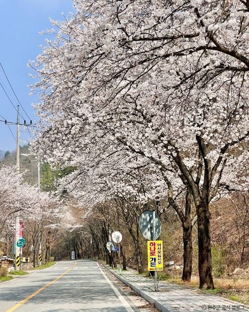 소양벚꽃길 여행 추천 - 메고지고 소양벚꽃길 여행 추천 - 메고지고