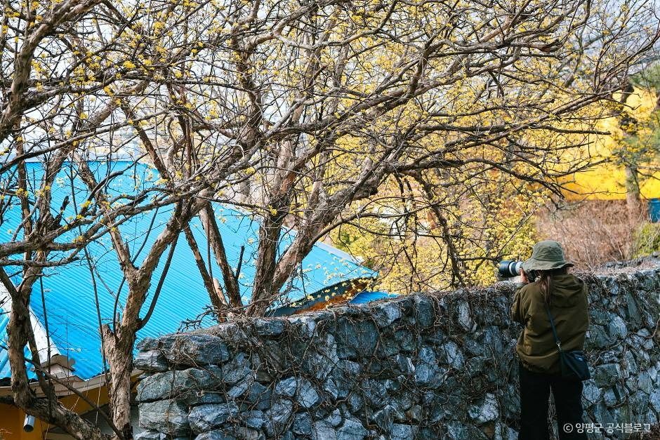 양평 산수유마을 여행 추천 - 메고지고