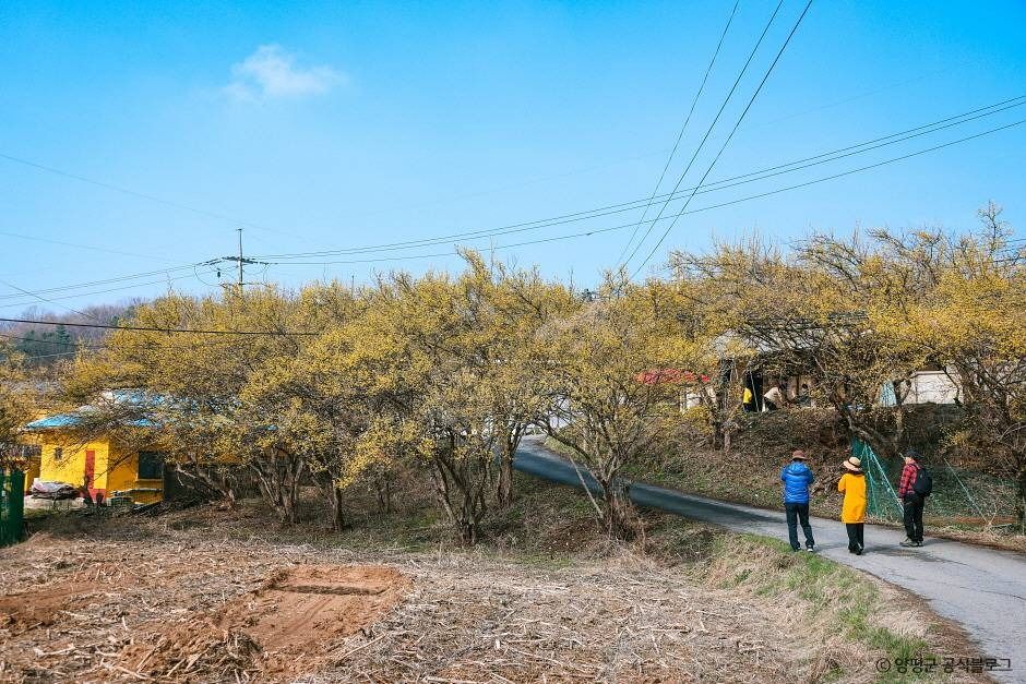양평 산수유마을 여행 추천 - 메고지고