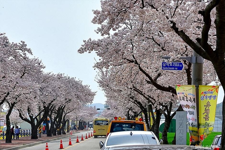 맹방 벚꽃길 여행 추천 - 메고지고