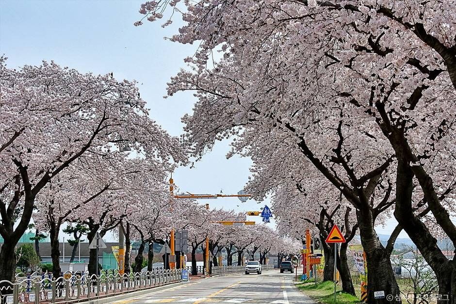 맹방 벚꽃길 여행 추천 - 메고지고