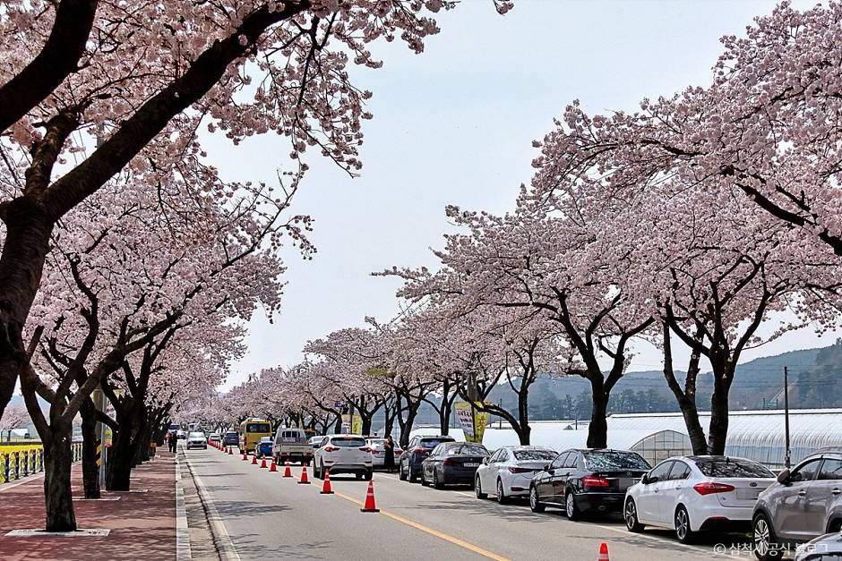 맹방 벚꽃길 여행 추천 - 메고지고