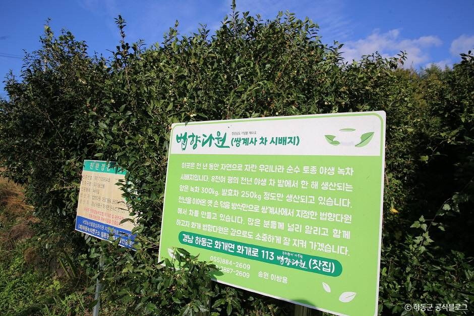쌍계사차나무시배지 여행 추천 - 메고지고 쌍계사차나무시배지 여행 추천 - 메고지고