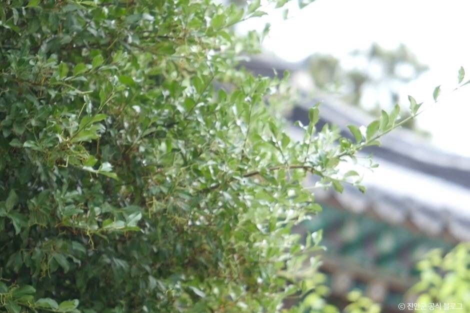 진안 마이산 줄사철나무 군락 여행 추천 - 메고지고