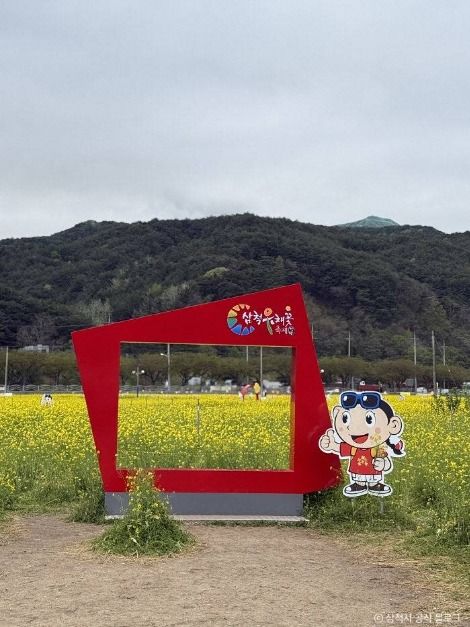삼척 맹방 유채밭 여행 추천 - 메고지고 삼척 맹방 유채밭 여행 추천 - 메고지고