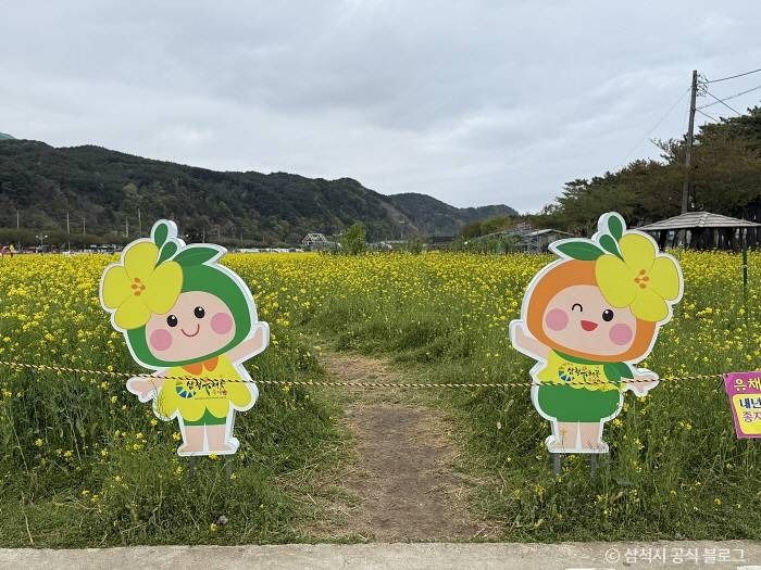 삼척 맹방 유채밭 여행 추천 - 메고지고 삼척 맹방 유채밭 여행 추천 - 메고지고