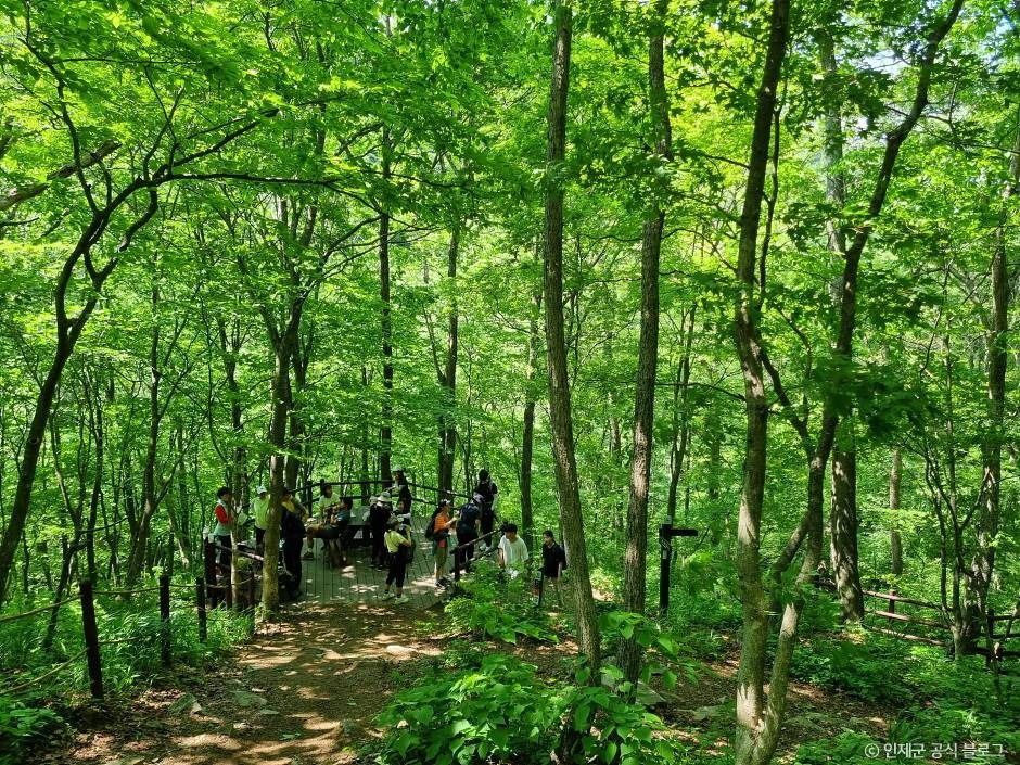 점봉산 곰배령 여행 추천 - 메고지고 점봉산 곰배령 여행 추천 - 메고지고