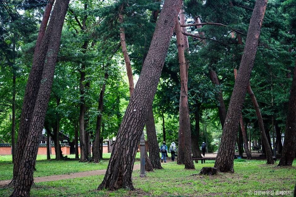 [강릉 바우길 11구간] 신사임당길 여행 추천 - 메고지고
