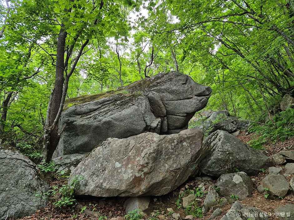 소백산 국망봉 돼지바위 여행 추천 - 메고지고 소백산 국망봉 돼지바위 여행 추천 - 메고지고
