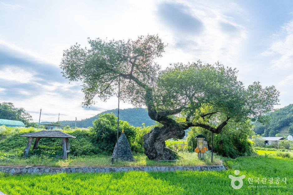 구미 금산리 떡버들나무 여행 추천 - 메고지고 구미 금산리 떡버들나무 여행 추천 - 메고지고