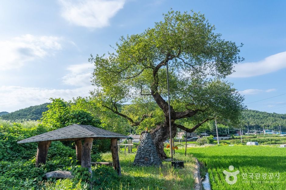 구미 금산리 떡버들나무 여행 추천 - 메고지고 구미 금산리 떡버들나무 여행 추천 - 메고지고