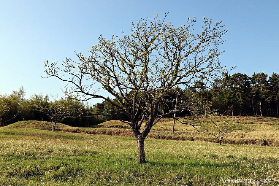 고성 내산리 고분군 여행 추천 - 메고지고