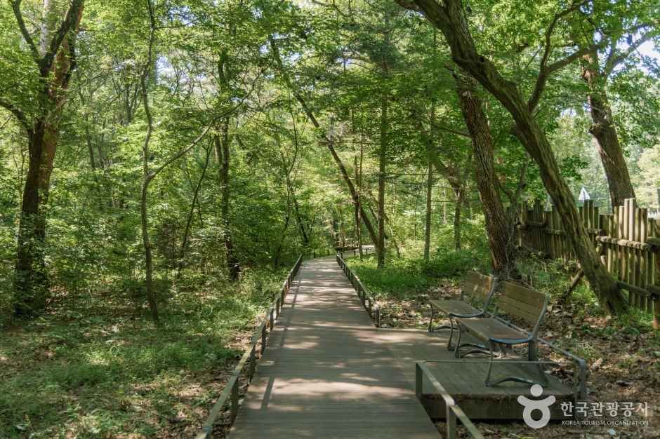 광릉숲길 여행 추천 - 메고지고 광릉숲길 여행 추천 - 메고지고
