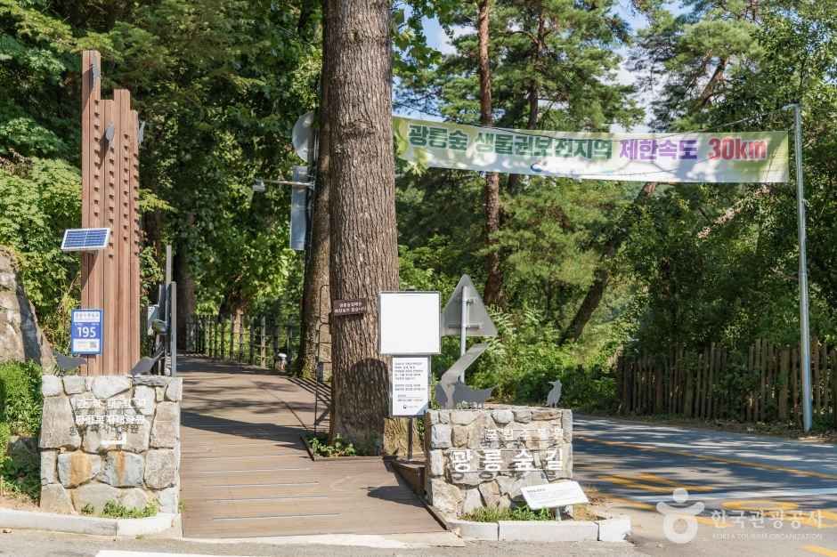 광릉숲길 여행 추천 - 메고지고 광릉숲길 여행 추천 - 메고지고