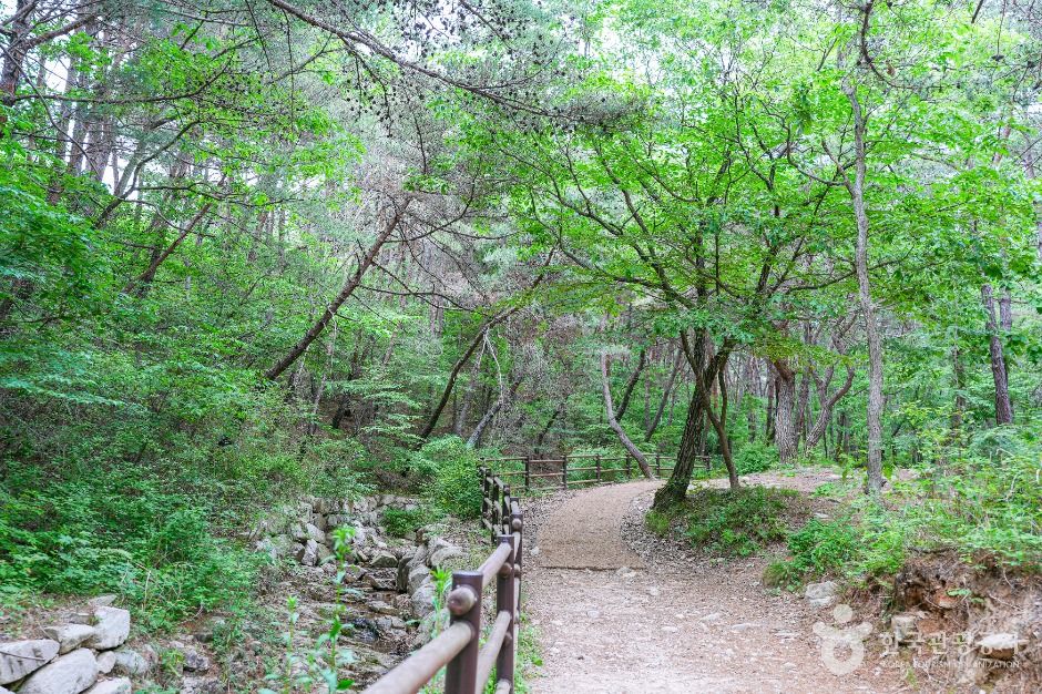 북구 편백산림욕장 여행 추천 - 메고지고 북구 편백산림욕장 여행 추천 - 메고지고