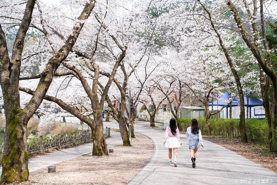 마이산 벚꽃길 여행 추천 - 메고지고