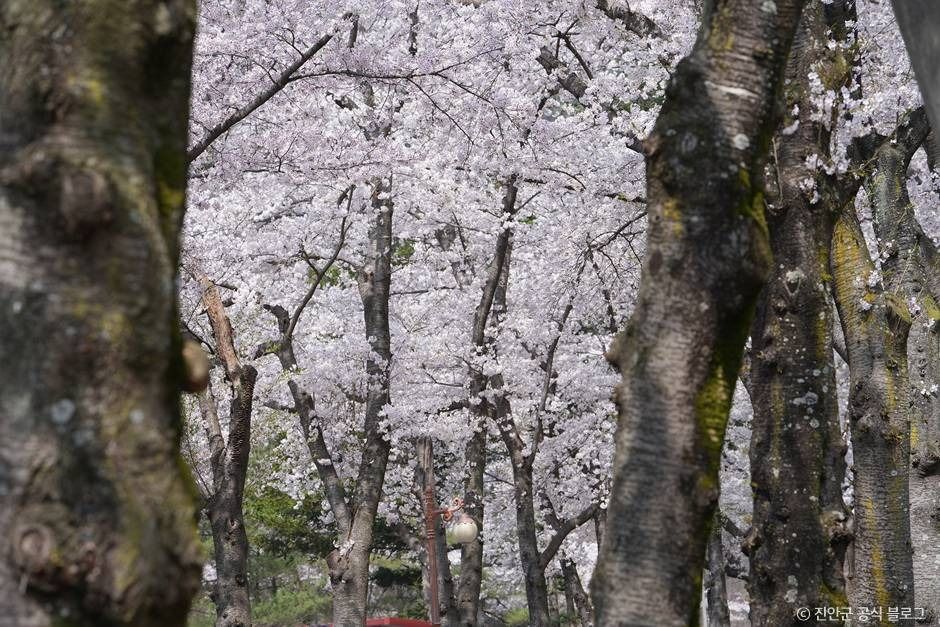 마이산 벚꽃길 여행 추천 - 메고지고