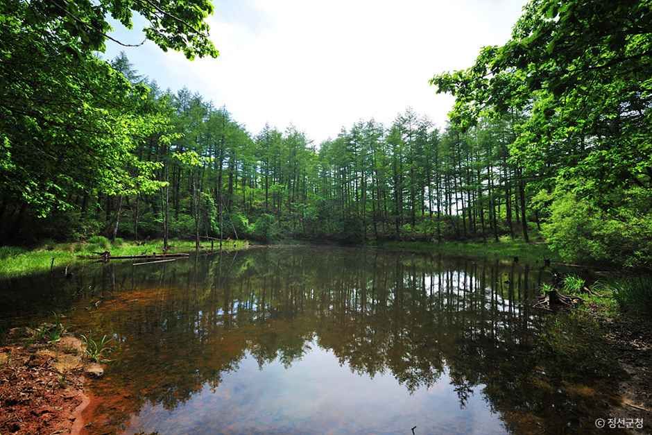 도롱이연못 여행 추천 - 메고지고 도롱이연못 여행 추천 - 메고지고