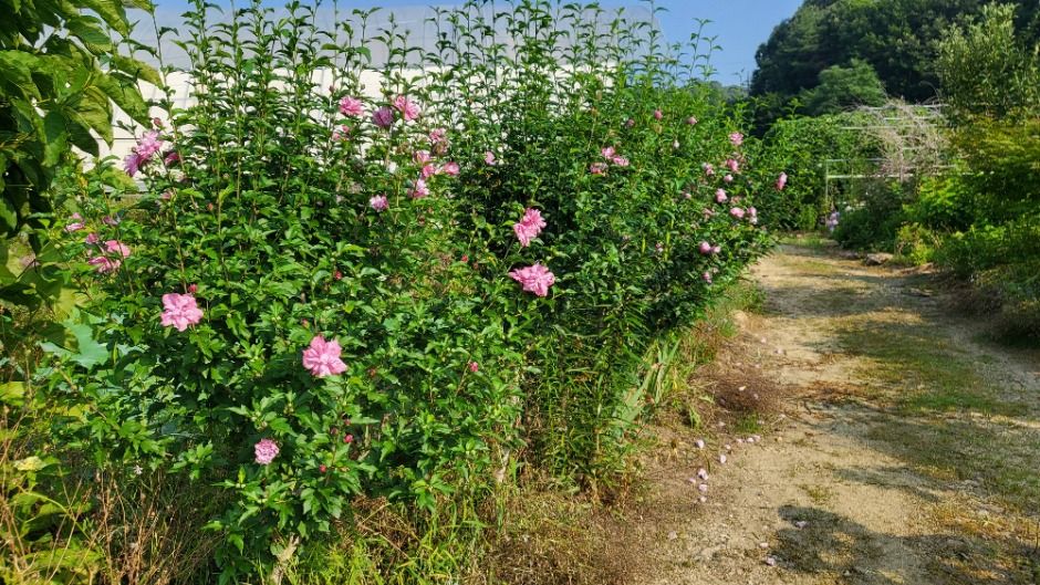 꿈팜 여행 추천 - 메고지고 꿈팜 여행 추천 - 메고지고