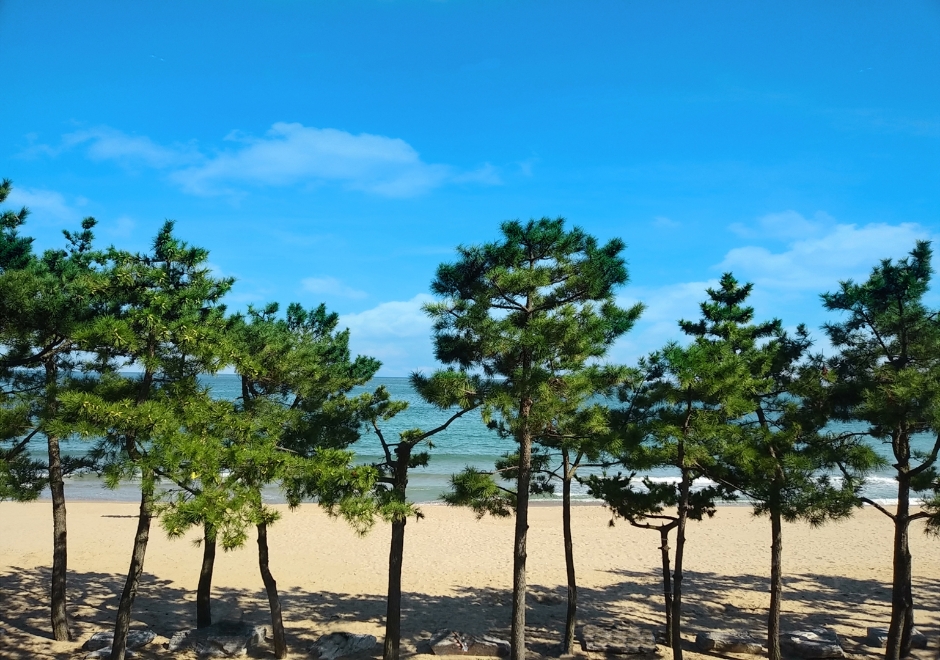 진하해수욕장 여행 추천 - 메고지고 진하해수욕장 여행 추천 - 메고지고